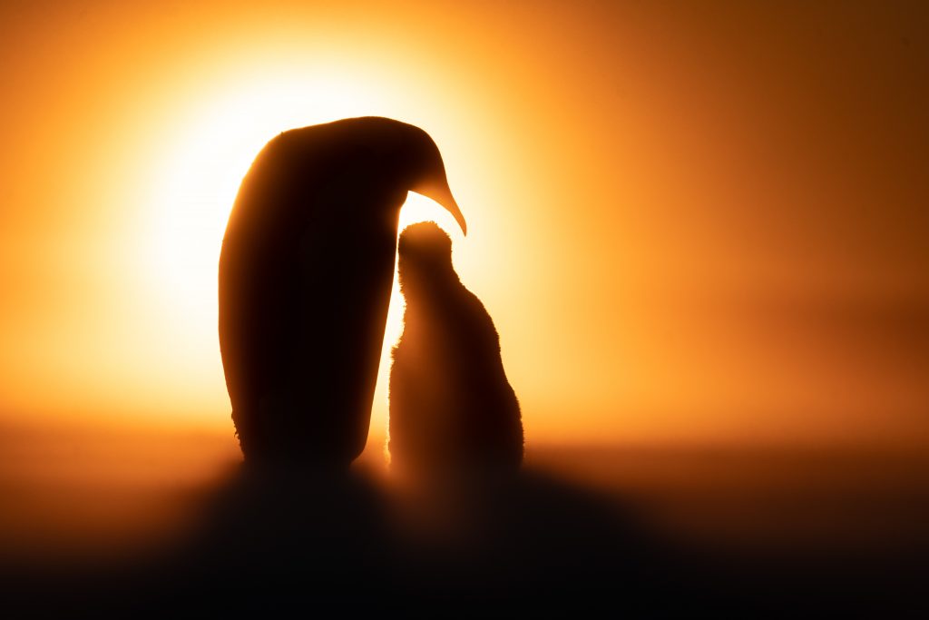 Pinguine Polartag, Tierfotografie